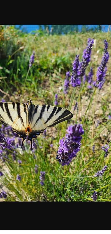 Gite Les Trois Abeilles Bésignan Εξωτερικό φωτογραφία